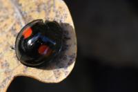 Chilocorus renipustulatus