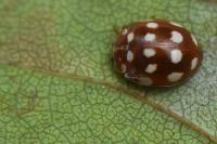 Calvia quatuordecimguttata