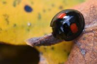 Chilocorus renipustulatus