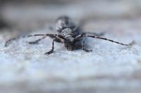 Pogonocherus caroli