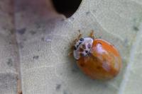 Harmonia quadripunctata