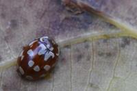 Myrrha octodecimguttata