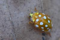 Halyzia sedecimguttata