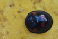 Exochomus quadripustulatus
