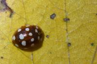 Calvia quatuordecimguttata