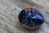 Coccinella septempunctata