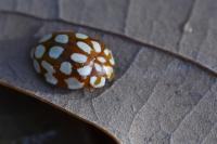 Sospita vigintiguttata