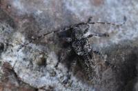 Pogonocherus caroli