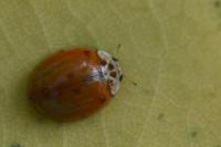 Harmonia quadripunctata