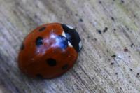 Coccinella septempunctata