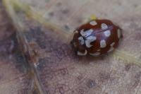 Myrrha octodecimguttata