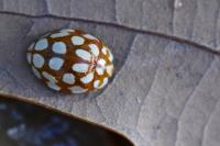 Sospita vigintiguttata