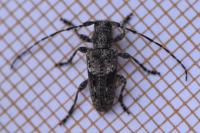Pogonocherus caroli