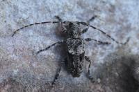 Pogonocherus caroli