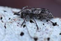 Pogonocherus caroli