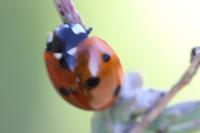 Coccinella septempunctata