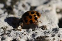 Harmonia axyridis