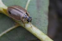 Aphidecta obliterata