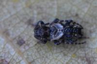 Pogonocherus hispidus
