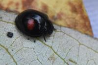 Chilocorus renipustulatus