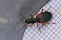 Anchomenus dorsalis