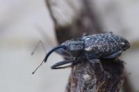 Dorytomus longimanus
