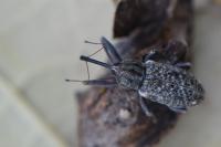 Dorytomus longimanus