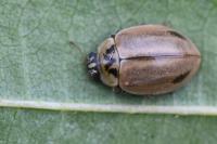 Aphidecta obliterata