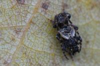 Pogonocherus hispidus