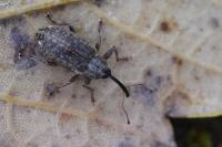 Dorytomus longimanus