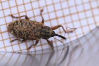 Dorytomus longimanus