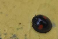 Chilocorus renipustulatus