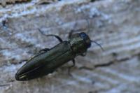 Agrilus