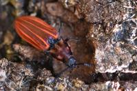 Anostirus purpureus