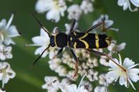 Clytus arietis