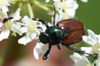 Phyllopertha horticola