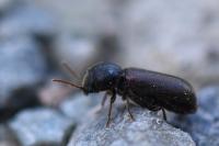 Ptilinus pectinicornis