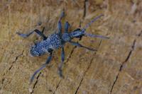 Rhagium mordax