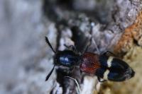Tilloidea unifasciata