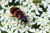Trichodes alvearius