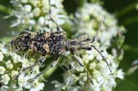 Rhagium sycophanta