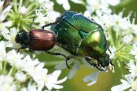 Cetonia aurata