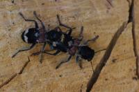 Clerus mutillarius