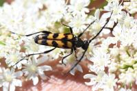 Leptura quadrifasciata