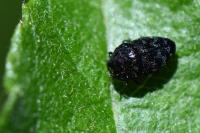 Trachys minutus