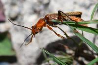Cantharis livida