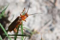 Cantharis livida