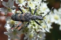 Rhagium mordax