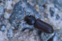 Ptilinus pectinicornis
