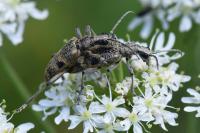 Rhagium mordax